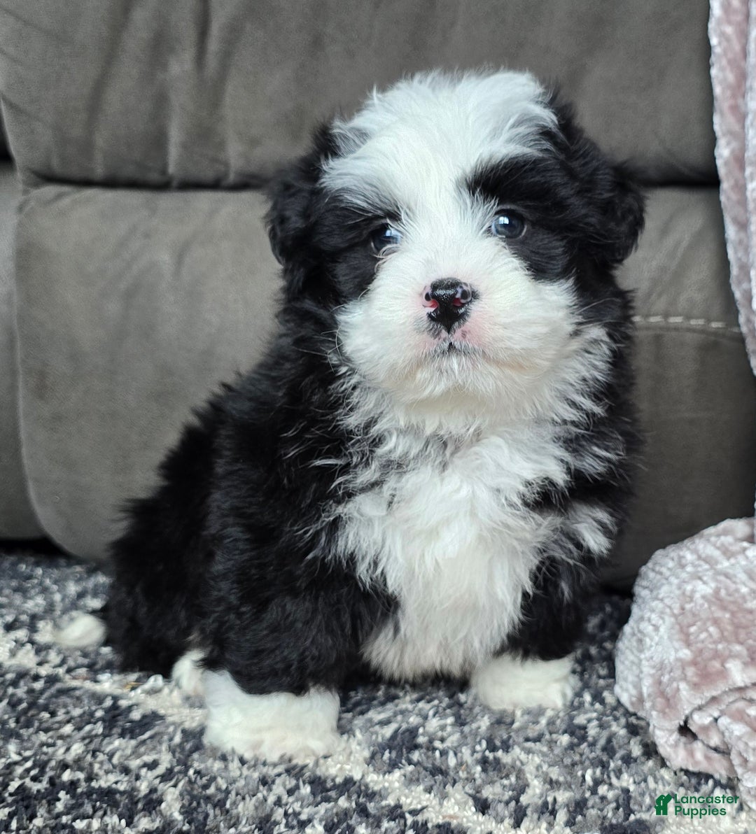 Mini Bernedoodle dogs for sale: Mini Boots - Ad 5