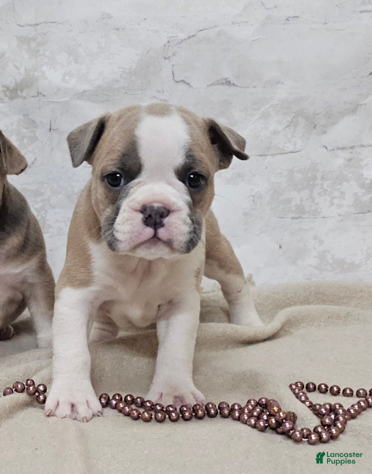 Mixed Breed dogs Mixed Breed Puppy 8 - Ad 42