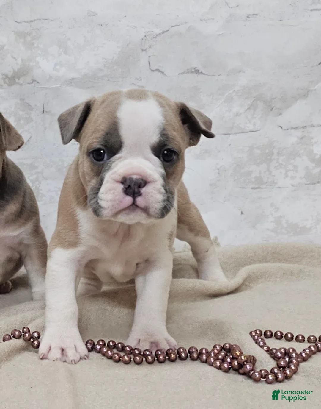 Mixed Breed dogs for sale: Mixed Breed Puppy 8 - Ad 1