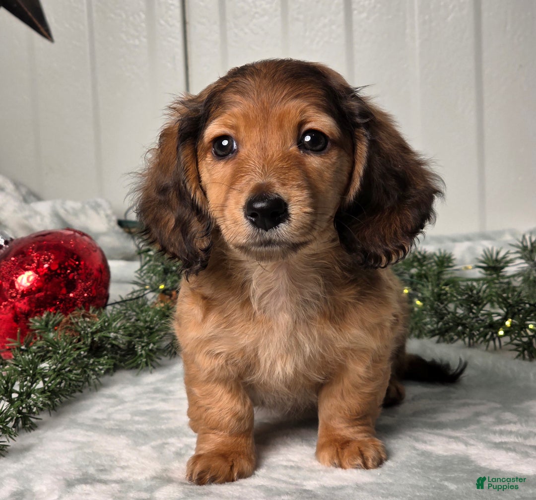 Miniature Dachshund dogs for sale: Shelly - Ad 8