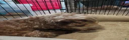 Mixed Breed dogs for sale: Mixed Breed 3 - Ad 5