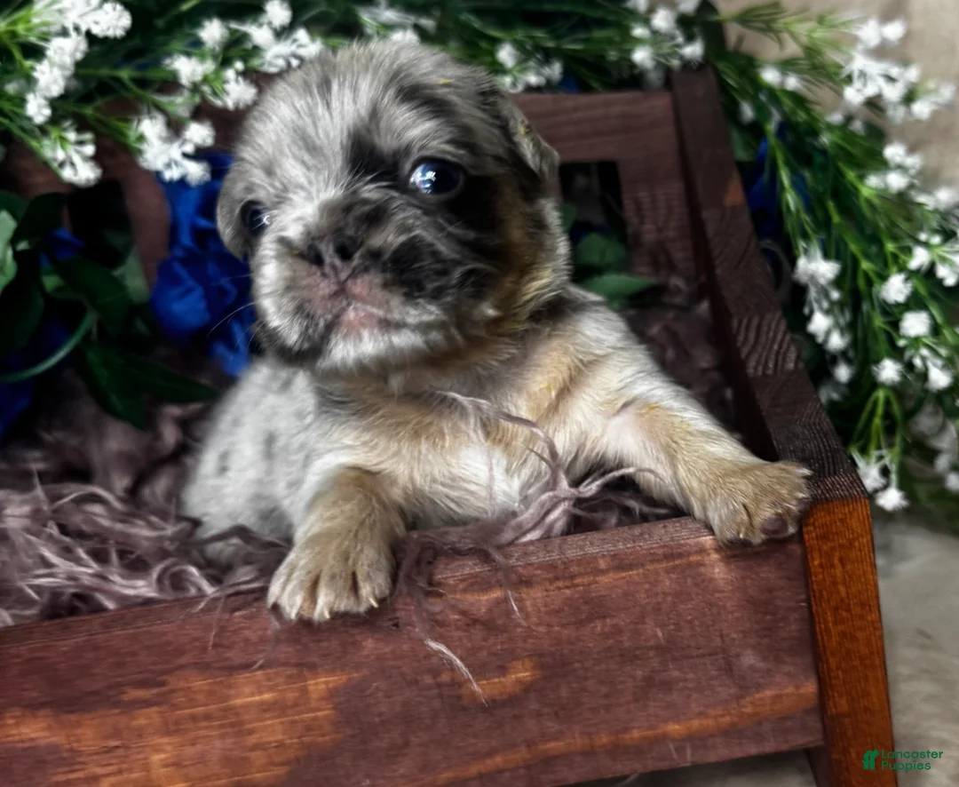 French Bulldog dogs for sale: Truffles  - Ad 13
