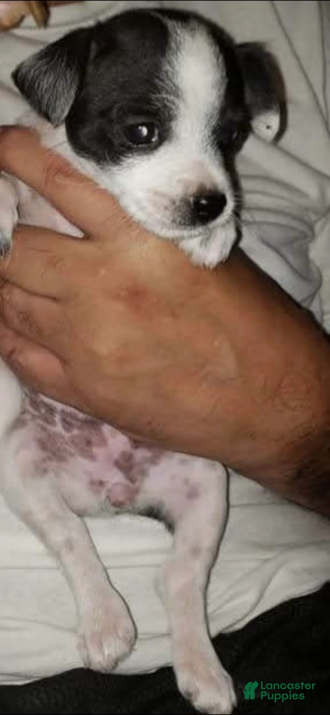 Chihuahua dogs for sale: Chihuahua toy Puppy 1 - Ad 1