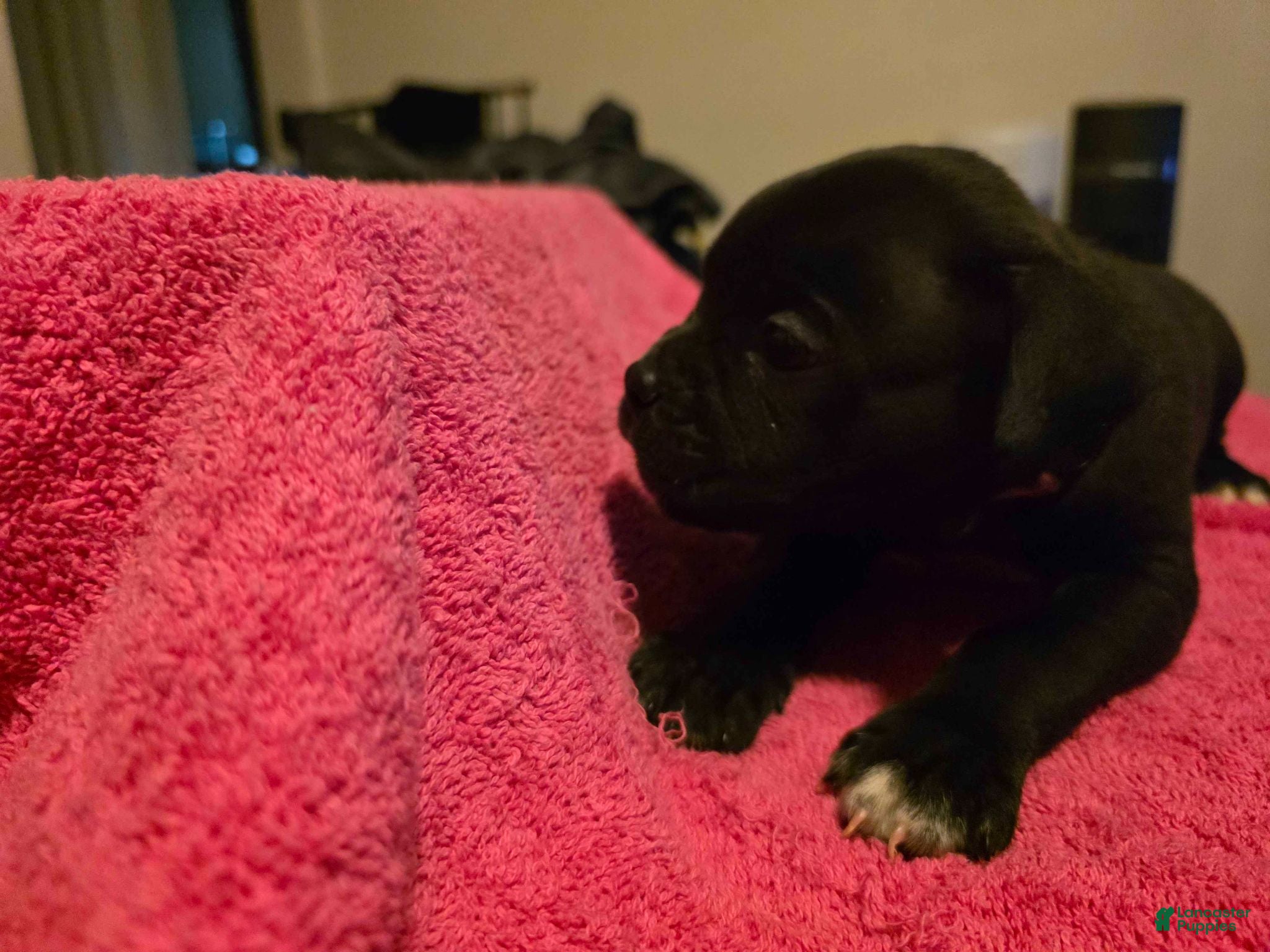 Mixed Breed dogs Hestia - Ad 20