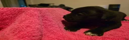 Mixed Breed dogs for sale: Hestia - Ad 1