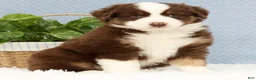Miniature Australian Shepherd dogs for sale: Rusty - Ad 5