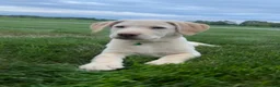 Labrador Retriever dogs for sale: Honey - Ad 28