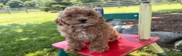 Cockapoo dogs for sale: Muffin  - Ad 4
