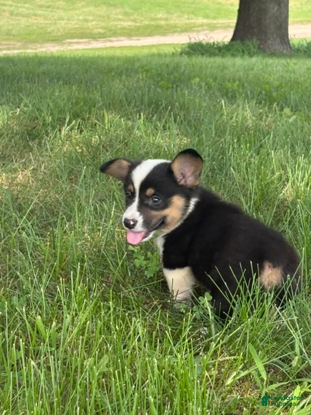 Welsh Corgi Pembroke dogs for sale: Welsh Corgi Pembroke 1 - Ad 1