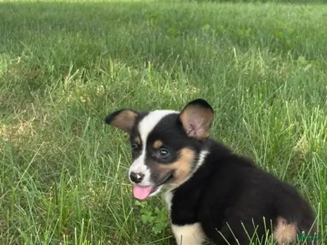 Welsh Corgi Pembroke dogs for sale: Welsh Corgi Pembroke 1 - Ad 1