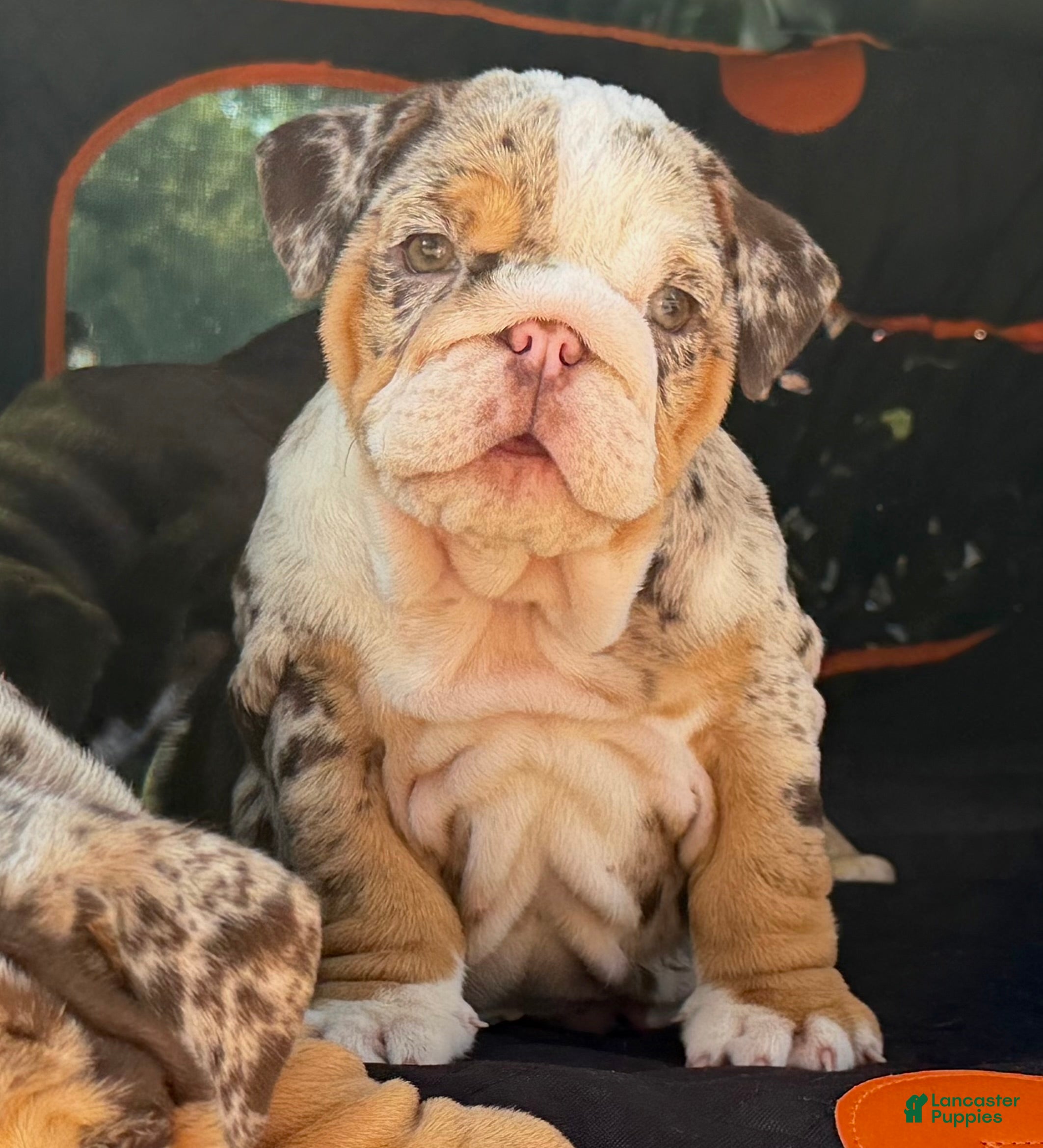 English Bulldog dogs Miss Calypso - Ad 1