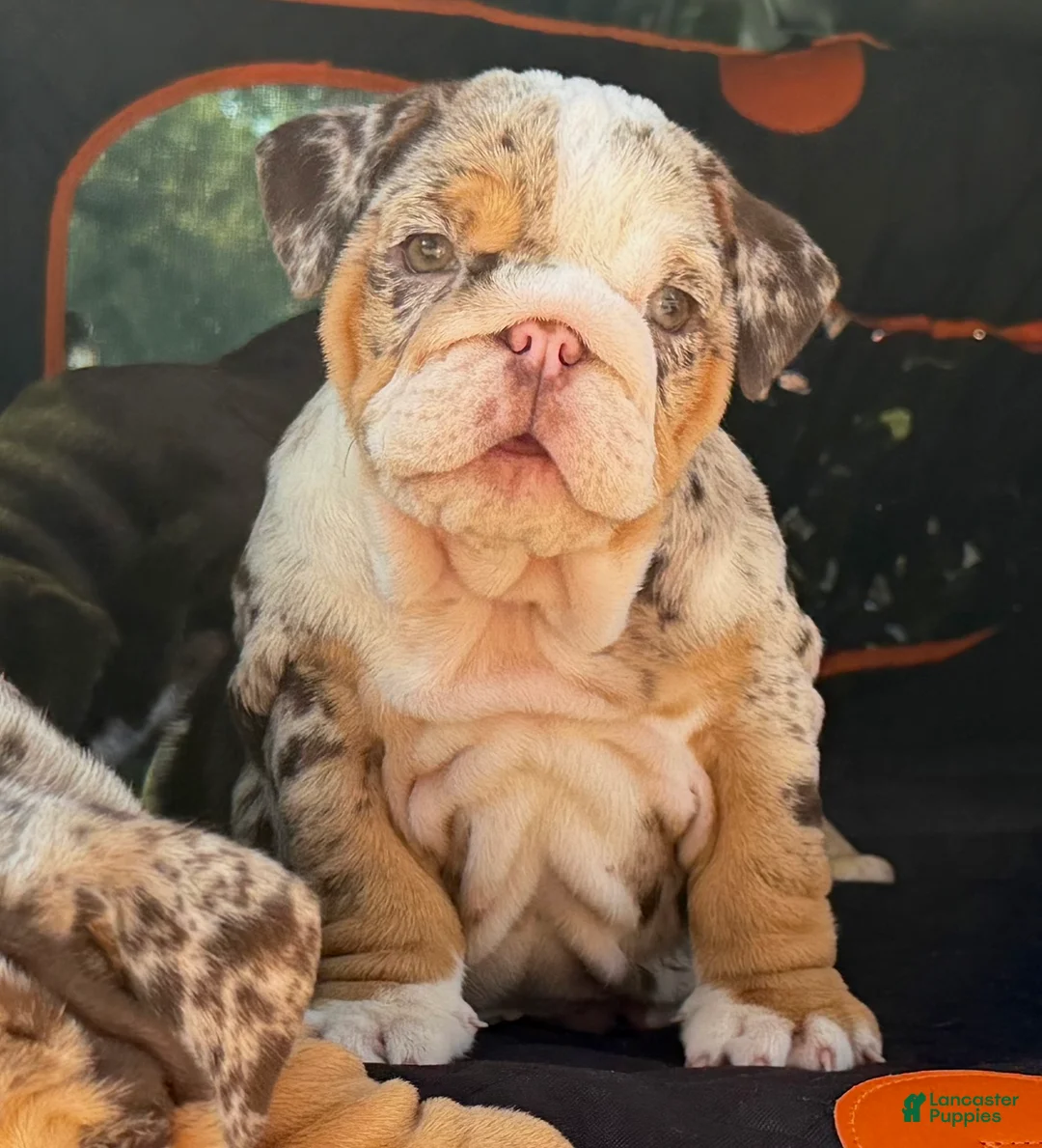 English Bulldog dogs for sale: Miss Calypso - Ad 1