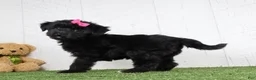 Yochon dogs for sale: Stella - Ad 3