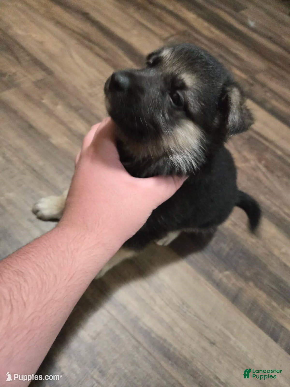 German Shepherd dogs for sale: Shadow - Ad 2