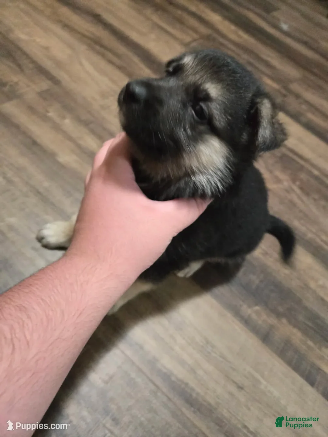 German Shepherd dogs for sale: Shadow - Ad 2