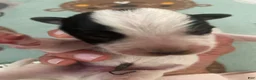Australian Cattle Dog dogs for sale: Australian Cattle Dog 5-Spanky - Ad 1