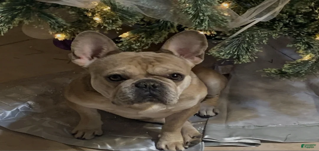 Gallery Image {{count}}