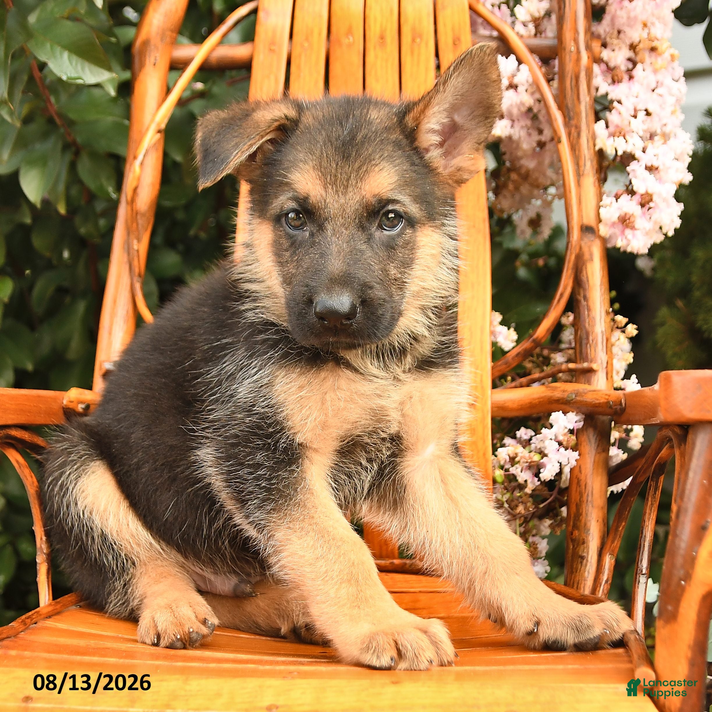 German Shepherd dogs Hunter - Ad 1