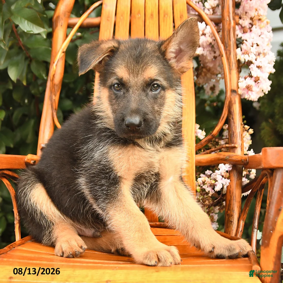 German Shepherd dogs for sale: Hunter - Ad 1