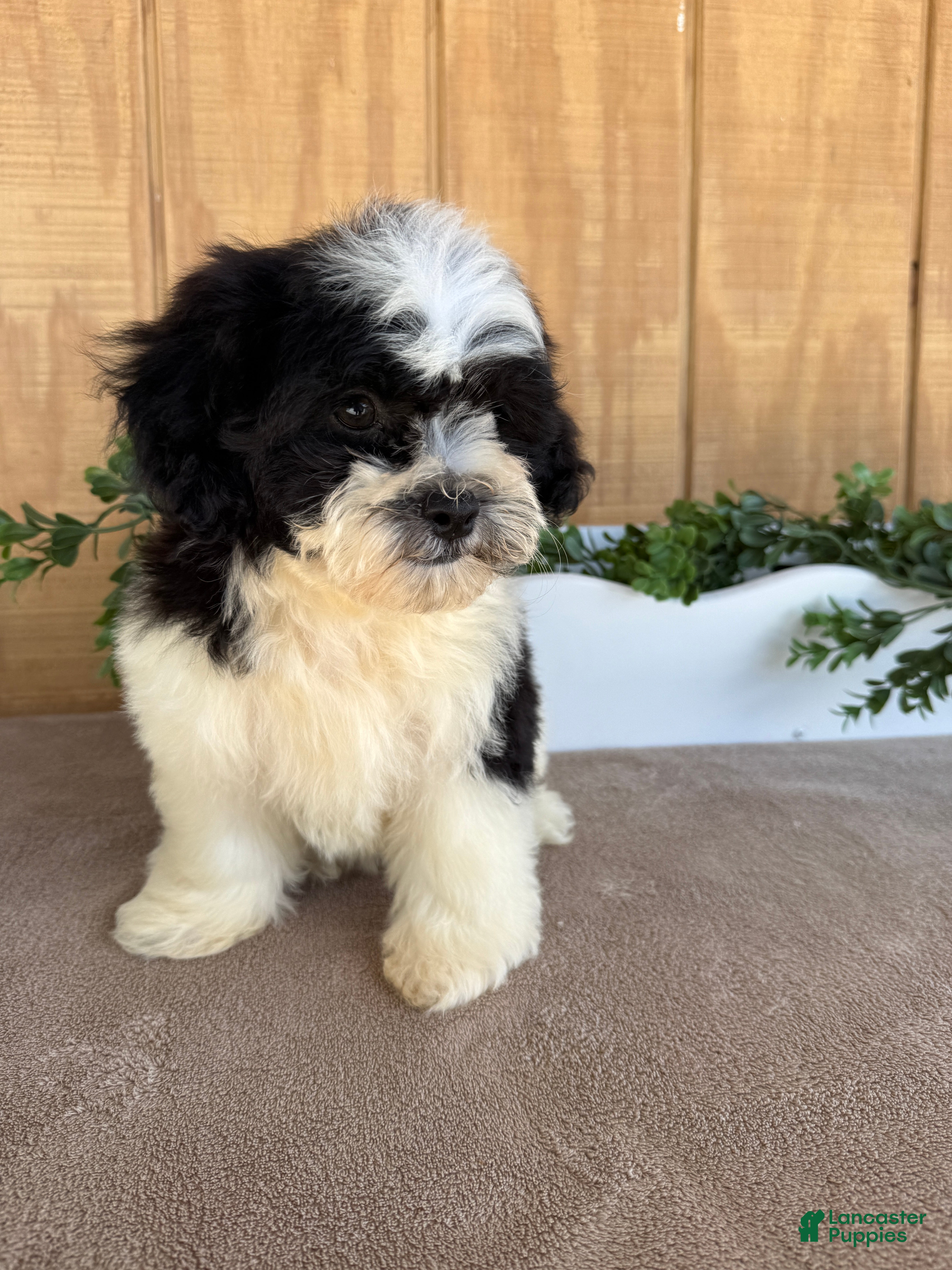 Teddy Bear dogs Lucas - Ad 1