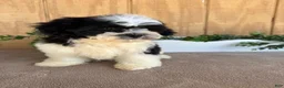 Teddy Bear dogs for sale: Lucas - Ad 1