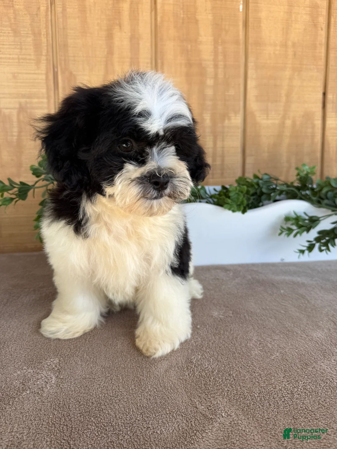 Teddy Bear dogs for sale: Lucas - Ad 1