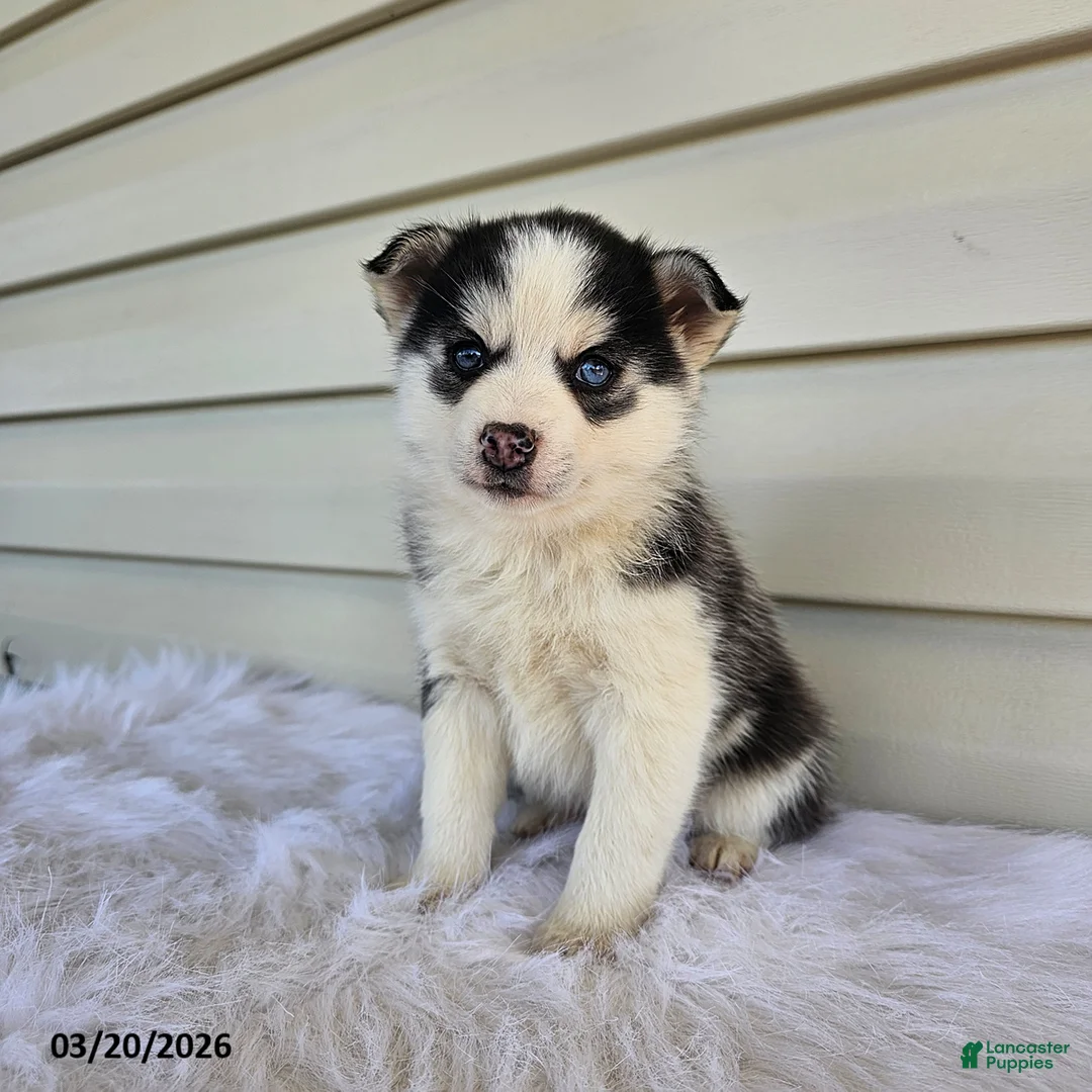 Pomsky dogs for sale: Lana - Ad 3