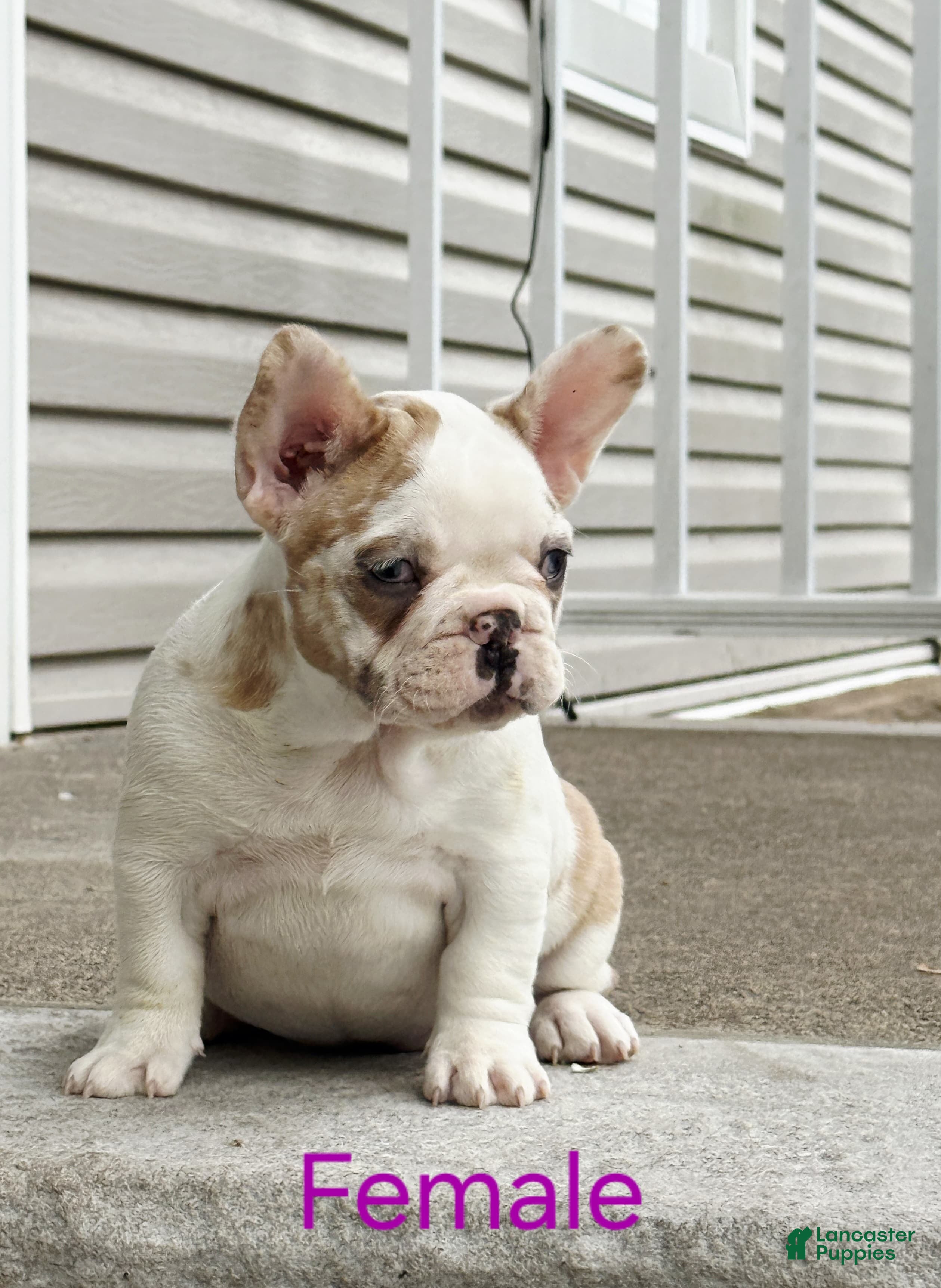 French Bulldog dogs French Bulldog Puppy 2 - Ad 1