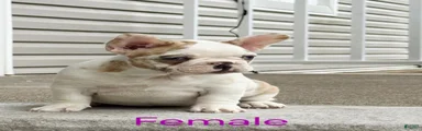 French Bulldog Puppy 2