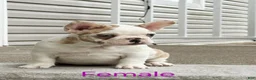 French Bulldog dogs for sale: French Bulldog Puppy 2 - Ad 1