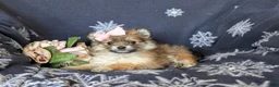 Pomeranian dogs for sale: Jenessa - Ad 5