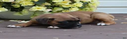 Boxer dogs for sale: Otis - Ad 4