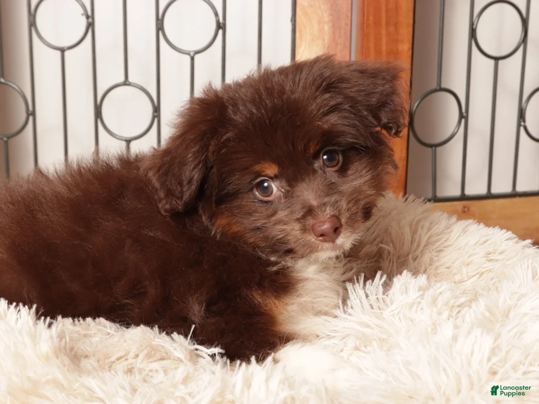 Mini Aussiedoodle dogs for sale: Lilly - Darling F1B Mini Aussie Doodle  - Ad 1