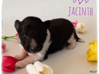 Shetland Sheepdog dogs Jacinth - Ad 25