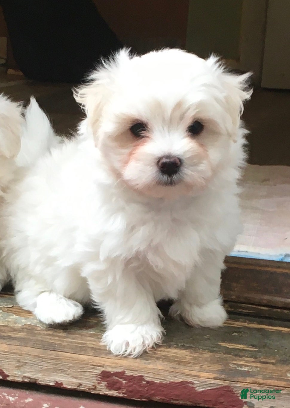 Maltese dogs for sale: Maltese Puppy 3 - Ad 1
