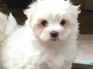 Maltese dogs for sale: Maltese Puppy 3 - Ad 1