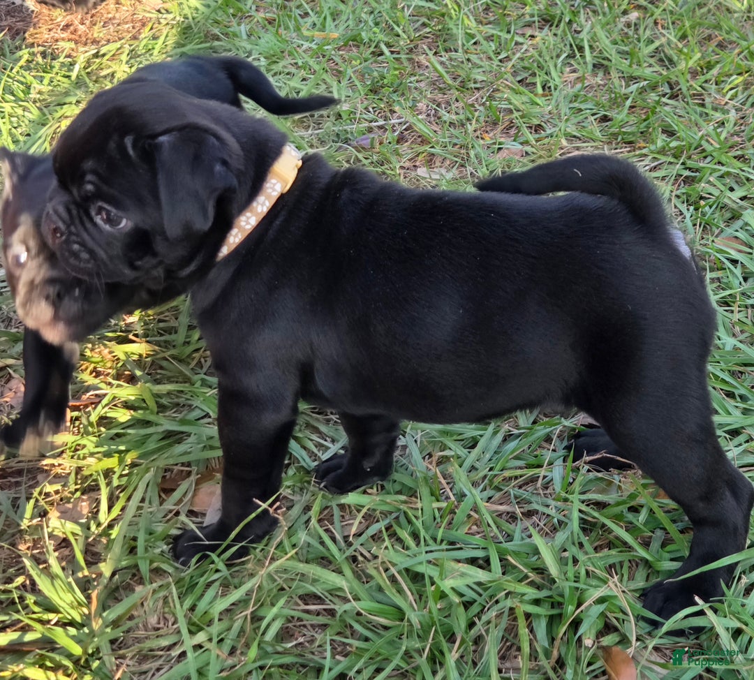 Mixed Breed dogs for sale: Hunter  - Ad 2