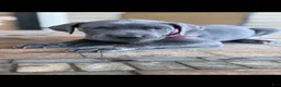 Great Dane dogs for sale: Great Dane 1 - Ad 3