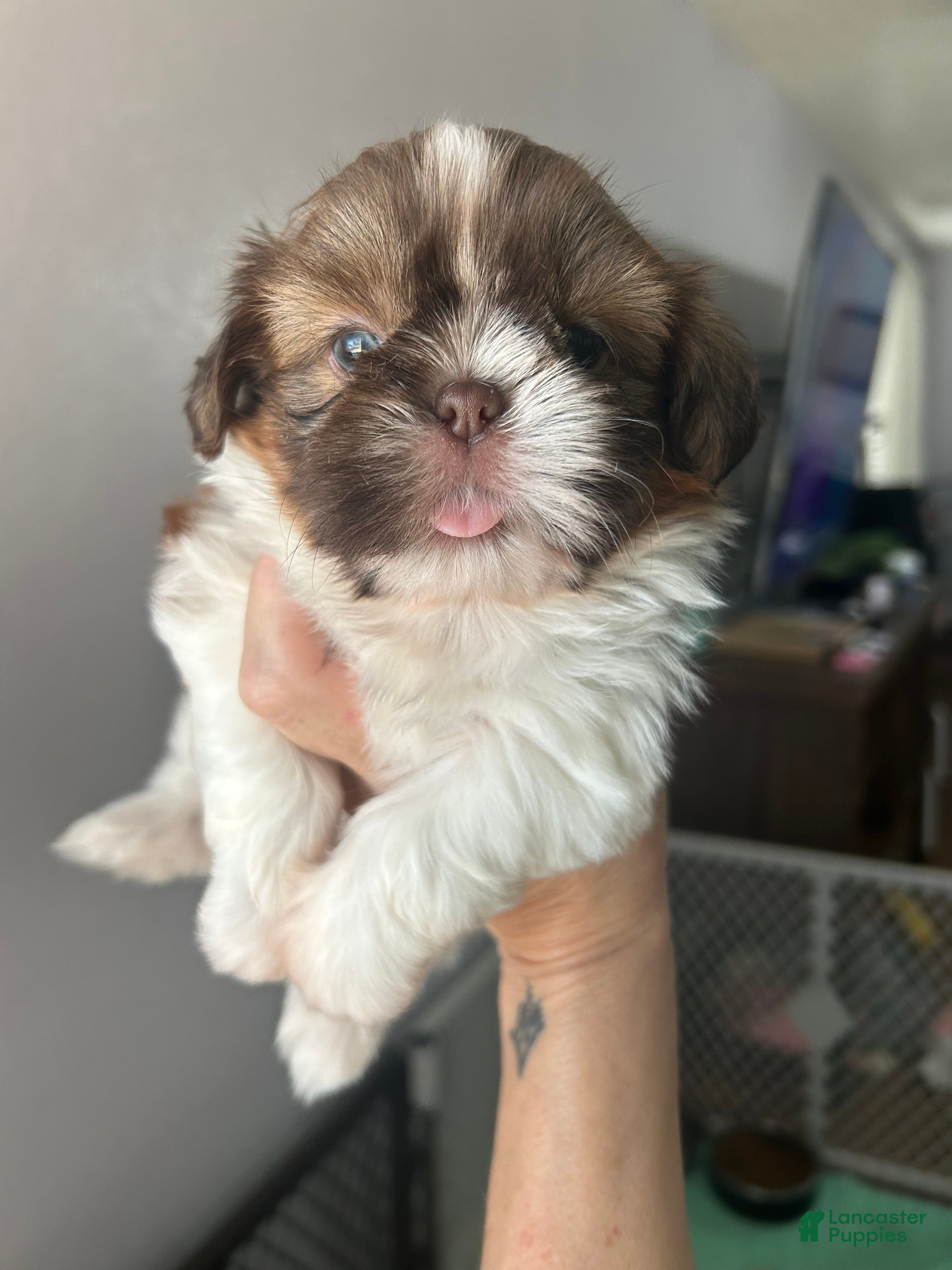 Shih Tzu dogs Shih Tzu 2 - Ad 1