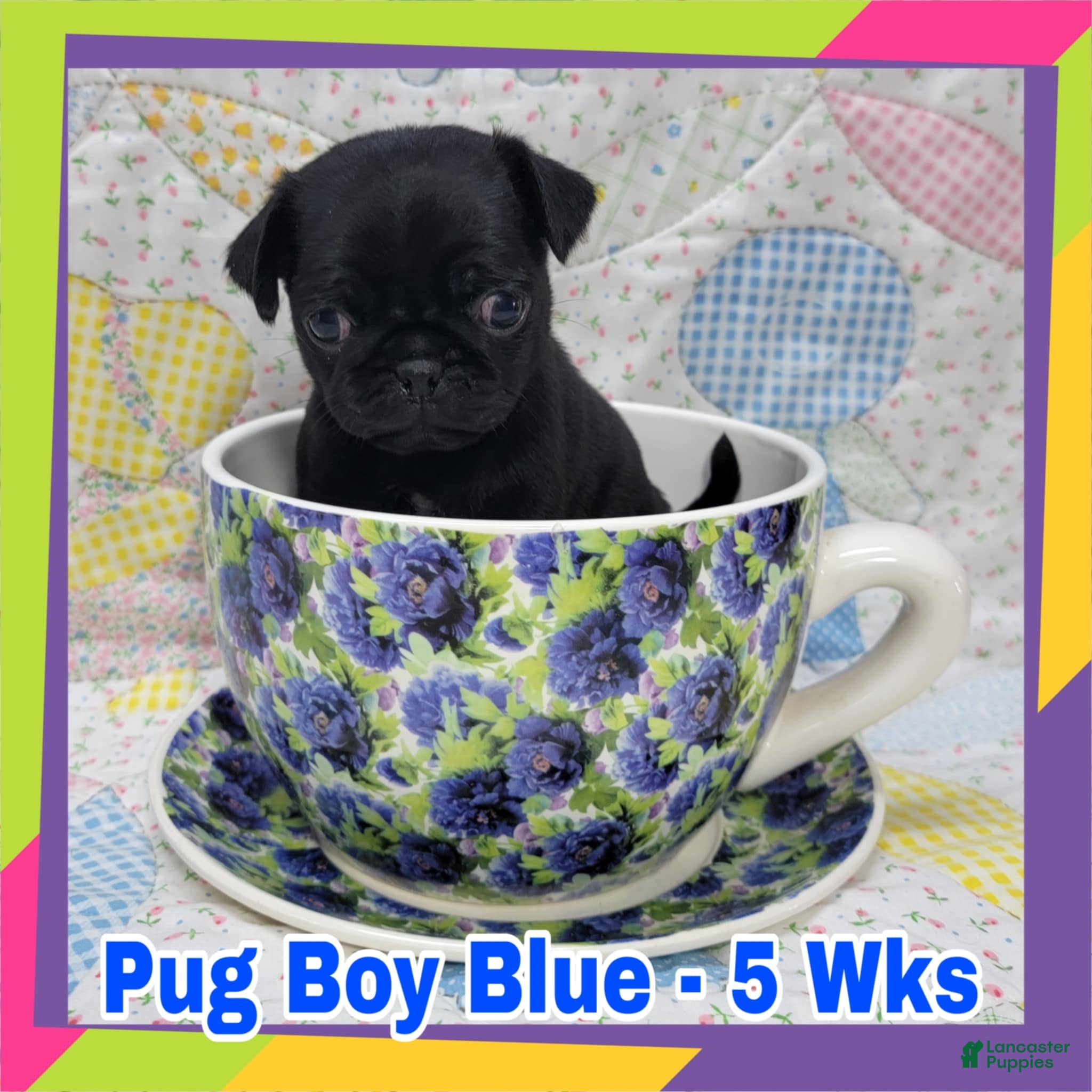 Pug dogs Pug Puppy Boy Blue - Ad 10