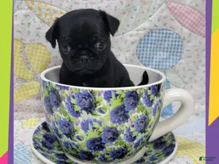 Pug dogs Pug Puppy Boy Blue - Ad 10