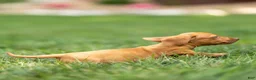 Miniature Dachshund dogs for sale: Mylan Miniature Dachshund  - Ad 5