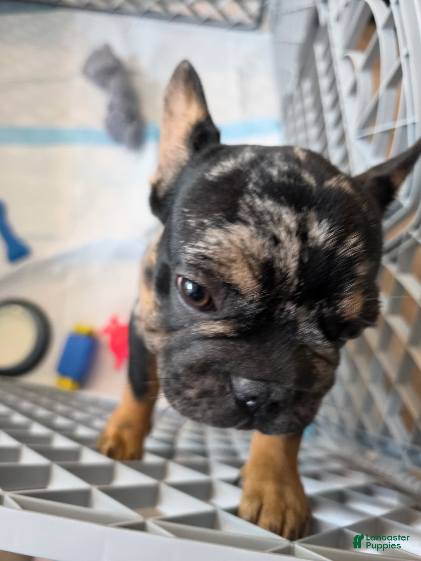 French Bulldog dogs for sale: French Bulldog 1 - Ad 4