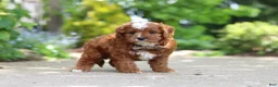 Cavapoo dogs for sale: Theo - Ad 6