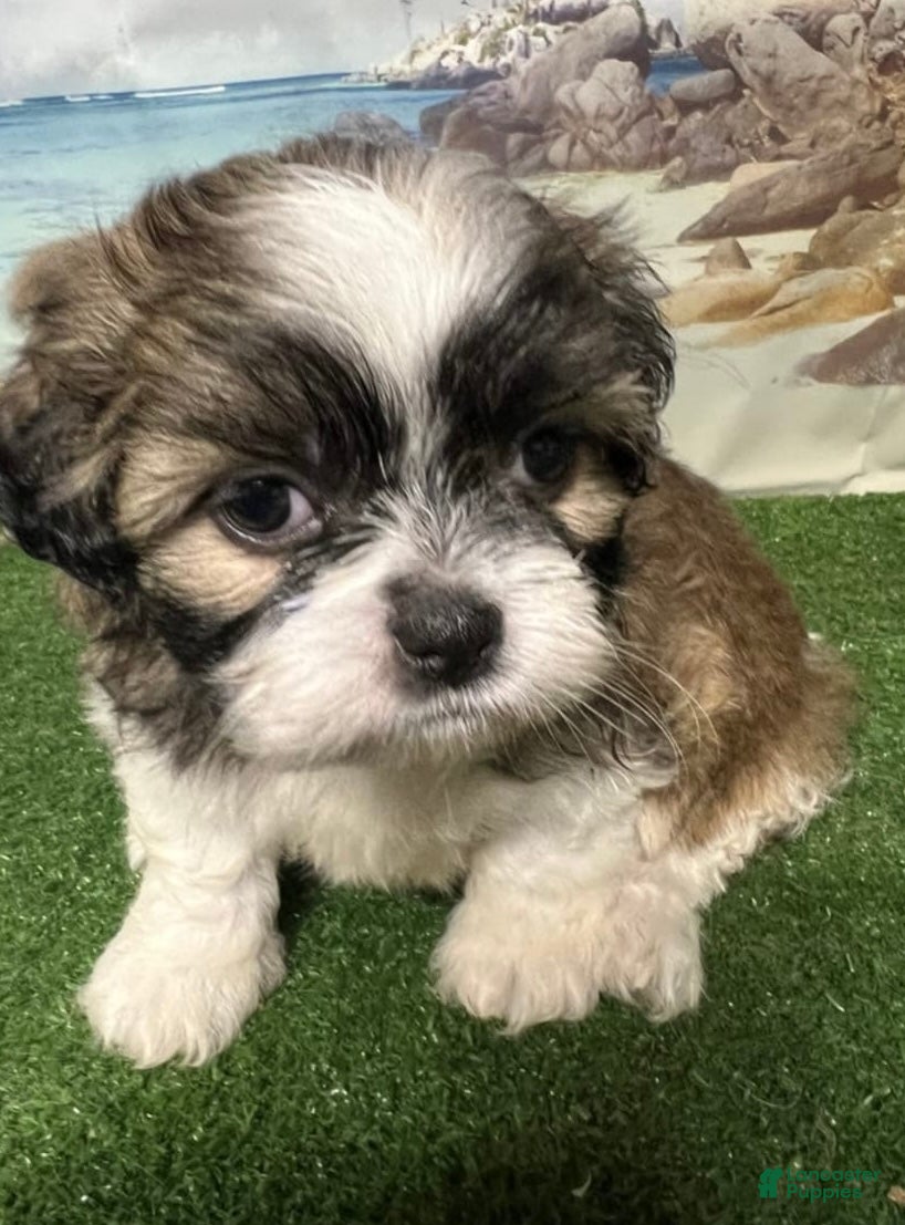 Shih Tzu dogs Mini - Ad 22