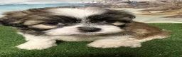 Shih Tzu dogs for sale: Mini - Ad 1