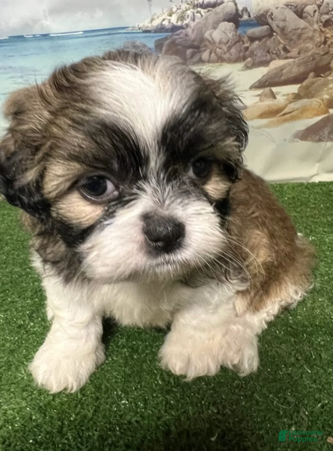 Shih Tzu dogs for sale: Mini - Ad 1