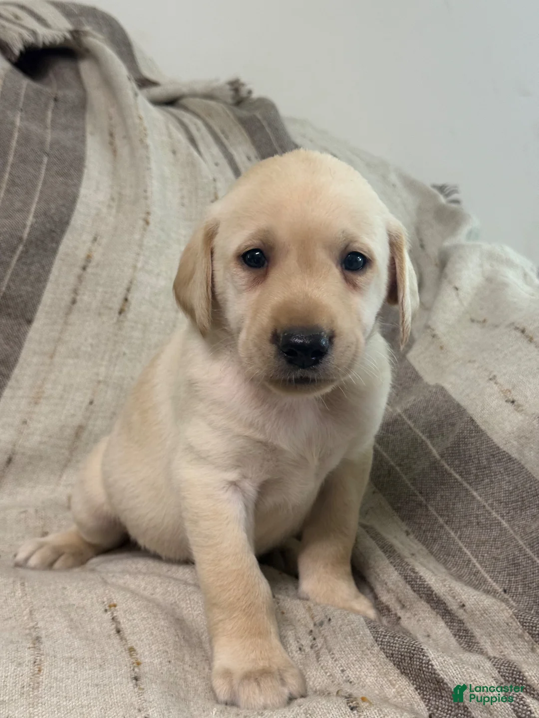 Labrador Retriever dogs for sale: Labrador Retriever 1 - Ad 6