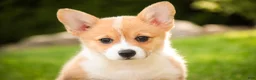 Welsh Corgi Pembroke dogs for sale: Zoey - Ad 3