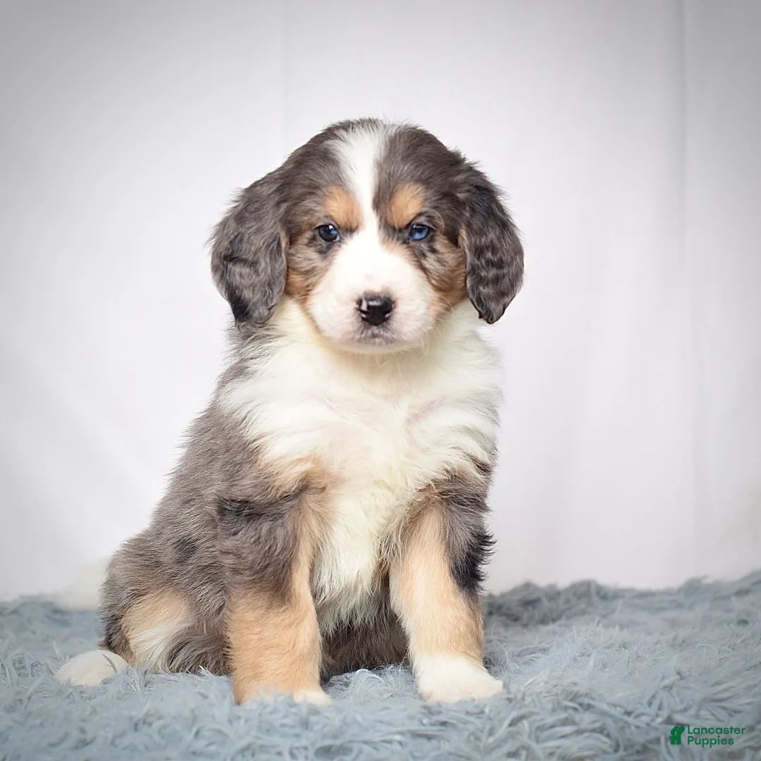 Bernedoodle dogs for sale: Ms. Venus - Ad 5